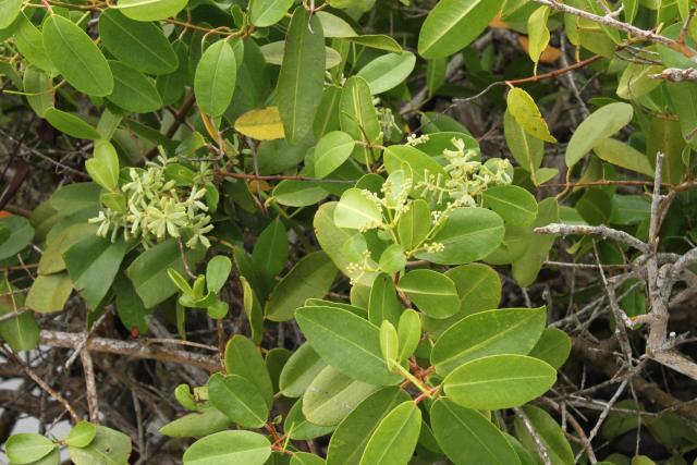 Black Mangrove